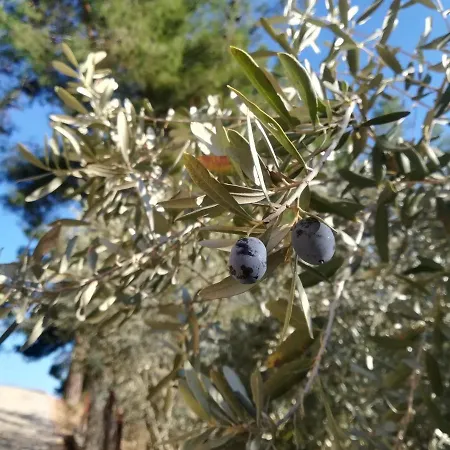 Forest Park Alanya